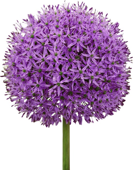 Alliumbollen 12 x ’Gladiator’ – The Bulb Farmers - Voorjaar – NL gekweekt - Allium Bollen - Bloembollen