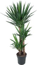 Yucca – Palmlelie (Yucca) met bloempot – Hoogte: 140 cm – van Botanicly