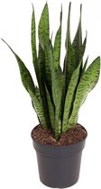 Groene plant – Vrouwentongen (Sansevieria Zeylanica) met bloempot – Hoogte: 65 cm – van Botanicly