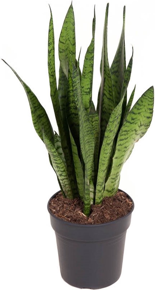 BOTANICLY Groene plant – Vrouwentongen (Sansevieria Zeylanica) met bloempot – Hoogte: 65 cm – van