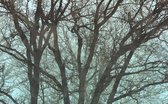 Fotobehang - Whispering Woods 400x250cm - Vliesbehang