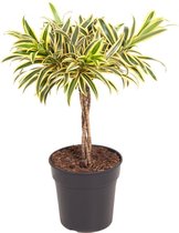 Groene plant – Drakenboom (Dracaena reflexa Song of India) met bloempot – Hoogte: 60 cm – van Botanicly