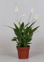 Groene plant – Spathiphyllum Korto (Spathiphyllum Korto) met bloempot – Hoogte: 40 cm – van Botanicly