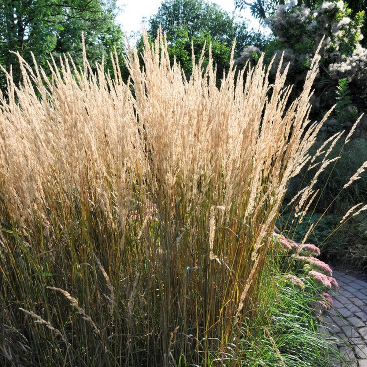 6 x Struisriet Karl Foerster - Bloeiend Siergras - Calamagrostis Karl Foerster in 9x9cm pot met hoogte 5-10cm