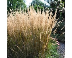 6 x Struisriet Karl Foerster - Bloeiend Siergras - Calamagrostis Karl Foerster in 9x9cm pot met hoogte 5-10cm