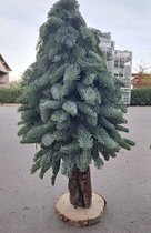 Kleine echte kerstboom kopen? Kijk snel! | bol.com