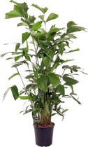 Trendyplants - Caryota Mitis - Visstaartpalm - Kamerplant - Hoogte 130-150 cm - Potmaat Ø24cm