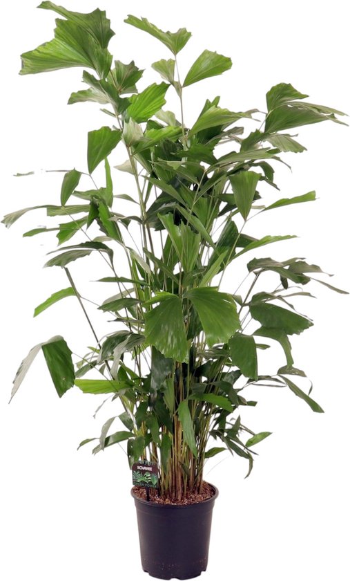 Caryota Mitis - Visstaartpalm - Kamerplant - Hoogte 130-150 cm - Potmaat Ø24cm