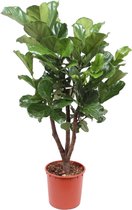 Trendyplants - Ficus Lyrata vertakt - Tabaksplant - Kamerplant - Hoogte 170-190 cm - Potmaat Ø30cm