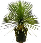 Trendyplants - Yucca Rostrata op stam - Winterhard - Tuinplant - Hoogte 60-80 cm - Potmaat Ø27cm