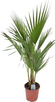 Trendyplants - Washingtonia - Mexicaanse Waaierpalm - Hoogte 90-110 cm - Winterhard - Tuinplant - Potmaat Ø21cm