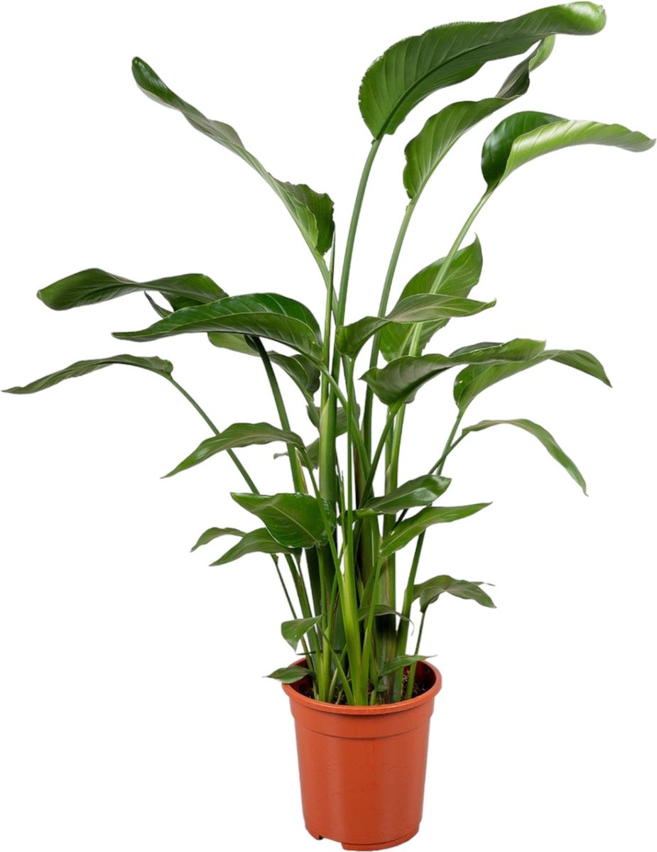 STRELITZIA NICOLAI, UCCELLO DEL PARADISO, VASO 35CM DIAMETRO, ALTEZZA