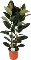 Trendyplants - Ficus Elastica Robusta struik - Rubberboom - Kamerplant - Hoogte 100-120 cm - Potmaat Ø24cm