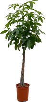 Trendyplants - Pachira Aquatica - Geldboom - Kamerplant - Hoogte 170-190 cm - Potmaat Ø27cm
