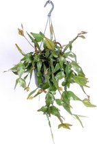 Goed & Groen - Rhipsalis elliptica - ↨ 35cm - Potmaat 17 - Exclusieve Kwaliteit Planten - Kamer Plant - Kamerplanten - Sfeer - Interieur