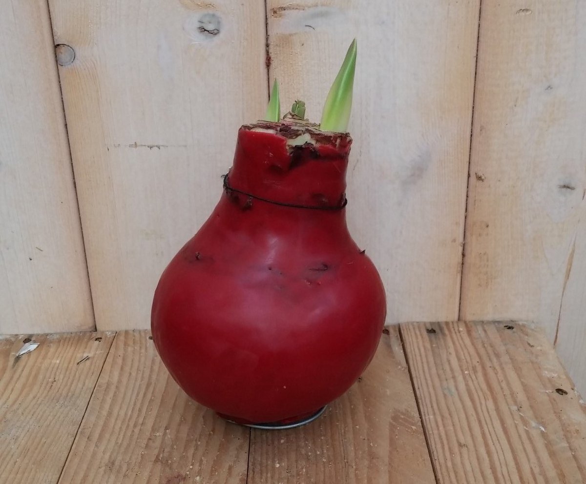 3 stuks Amaryllisbol rood in wax