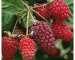 Rubus 'Logan(berry) Thornless' - Loganbes in pot