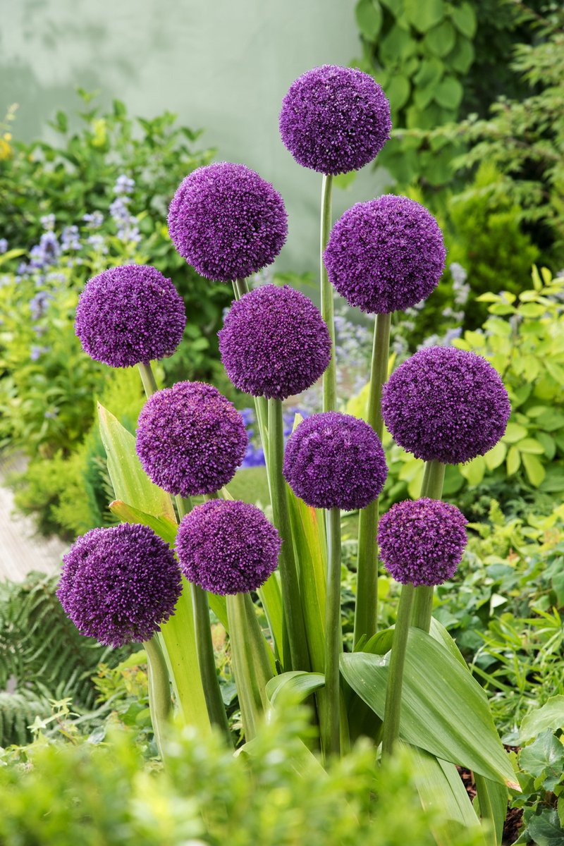 Plant in a Box - Allium Ambassador - Bloembollen x6 - Paarse bollen - 150 cm hoog