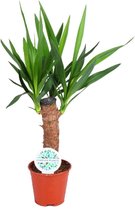 Yucca – Palmlelie (Yucca elephantipes) – Hoogte: 60 cm – van Botanicly