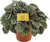 Groene plant – Roodsteelpeperomia (Peperomia Burbella) – Hoogte: 25 cm – van Botanicly