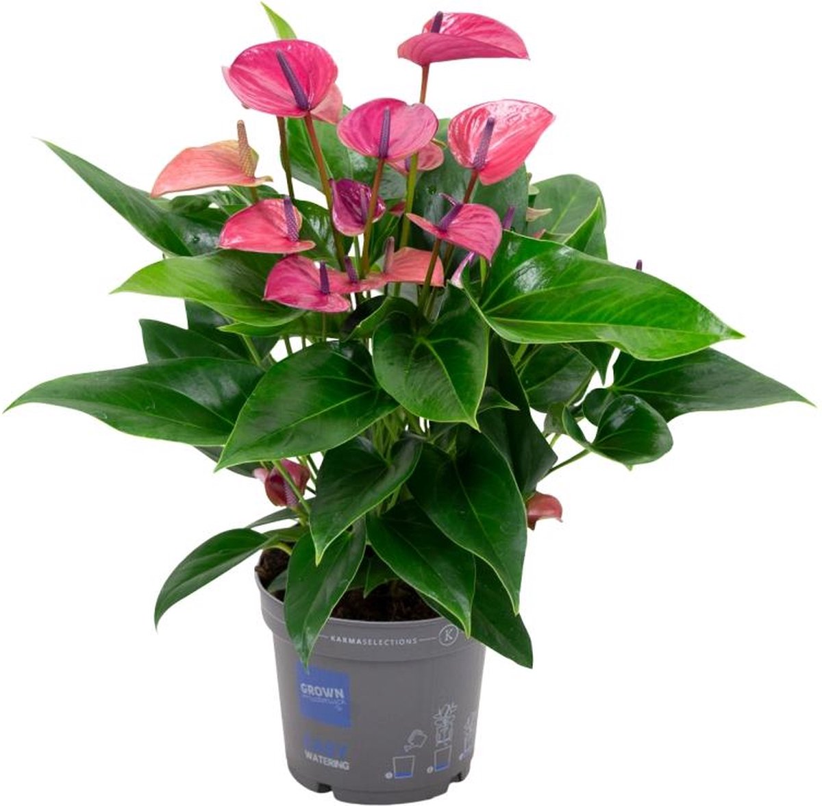 BOTANICLY Groene plant – Flamingoplant (Anthurium) – Hoogte: 50 cm – van