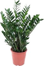 ZZ plant – Zamioculcas zamiifolia (Zamioculcas zamiifolia) – Hoogte: 100 cm – van Botanicly