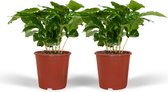 Groene plant – Koffieplant (Coffea Arabica) – Hoogte: 20 cm – van Botanicly