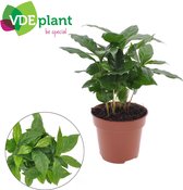 Groene plant – Koffieplant (Coffea Arabica) – Hoogte: 30 cm – van Botanicly