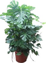 Monstera – Gatenplant (Monstera Deliciosa) – Hoogte: 200 cm – van Botanicly