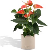 Groene plant – Flamingoplant (Anthurium) met bloempot – Hoogte: 45 cm – van Botanicly