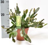 Cactus – Rotskoraal (Rhipsalis) – Hoogte: 25 cm – van Botanicly