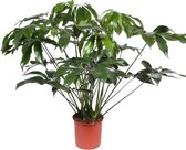 Groene plant – Philodendron (Philodendron Green Wonder) – Hoogte: 140 cm – van Botanicly