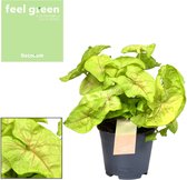 Groene plant – Goudpunt (Syngonium Golden Feel Green) – Hoogte: 30 cm – van Botanicly