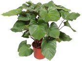 Groene plant – Homalomena rubescens Maggy (Homalomena rubescens Maggy) – Hoogte: 140 cm – van Botanicly