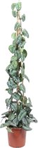Groene plant – Drakenklimop (Scindapsus Pictus Trebie) – Hoogte: 160 cm – van Botanicly