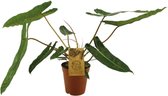 Groene plant – Philodendron (Philodendron) – Hoogte: 50 cm – van Botanicly