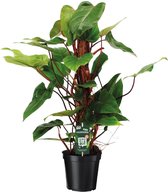 Groene plant – Philodendron (Philodendron) – Hoogte: 80 cm – van Botanicly