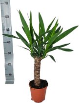 Yucca – Palmlelie (Yucca) – Hoogte: 60 cm – van Botanicly