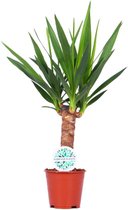 Yucca – Palmlelie (Yucca) – Hoogte: 60 cm – van Botanicly