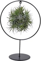 Tillandsia – Luchtplantje (Tillandsia) met bloempot – Hoogte: 30 cm – van Botanicly