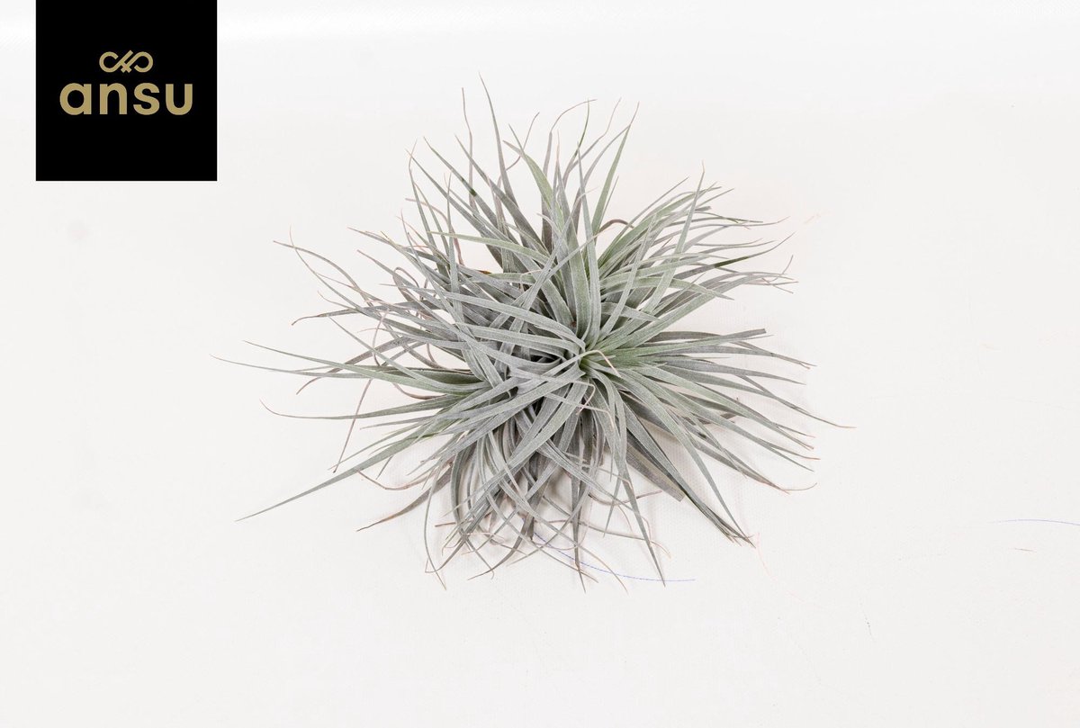 BOTANICLY Tillandsia – Luchtplantje (Tillandsia) – Hoogte: 15 cm – van