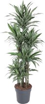 Groene plant – Drakenboom (Dracaena Warneckei Carrousel) – Hoogte: 180 cm – van Botanicly