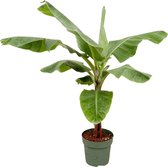 Bananenplant – Bananen plant (Musa) – Hoogte: 150 cm – van Botanicly