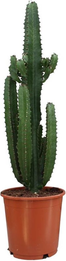 Vetplant – Cowboycactus (Euphorbia Acrurensis) – Hoogte: 95 cm – van Botanicly