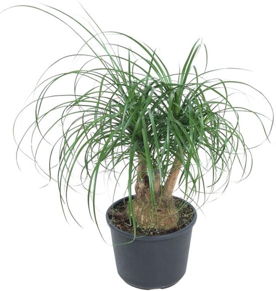 Beaucarnea recurvata | Olifantenpoot 60cm kopen