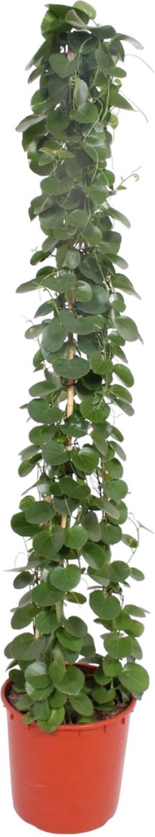 BOTANICLY Groene plant – Wingerd (Cissus rotundifolia) – Hoogte: 180 cm – van