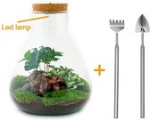 DIY Flessentuin met Glas nr.2 ong. 30 cm groot - Mini-ecosysteem voor jouw Urban Jungle van Botanicly
