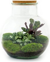 DIY Flessentuin met Glas nr.6 ong. 27 cm groot - Mini-ecosysteem voor jouw Urban Jungle van Botanicly