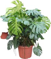 Monstera – Gatenplant (Monstera Deliciosa) – Hoogte: 130 cm – van Botanicly