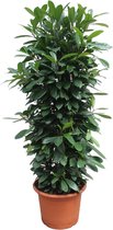 Groene plant – Afrikaanse vijgenboom (Ficus Cyathistipula) – Hoogte: 230 cm – van Botanicly